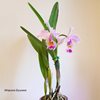 C.Massiliensis Purple (dowiana aurea x trianae Purple)..